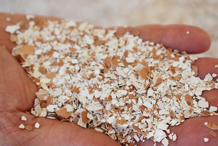 Coquilles d'oeufs dans la main